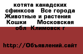 котята канадских сфинксов - Все города Животные и растения » Кошки   . Московская обл.,Климовск г.